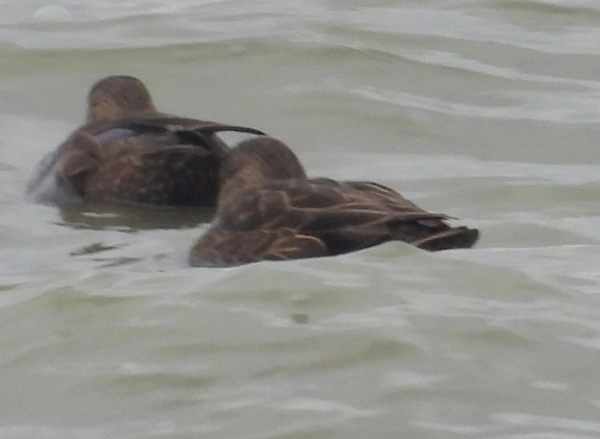 Ahate iluna - ML645301525