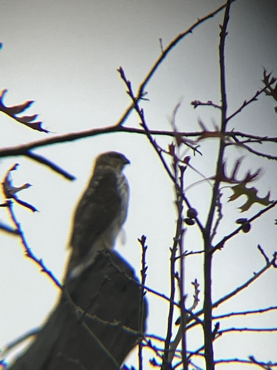 krahujec americký - ML645301541