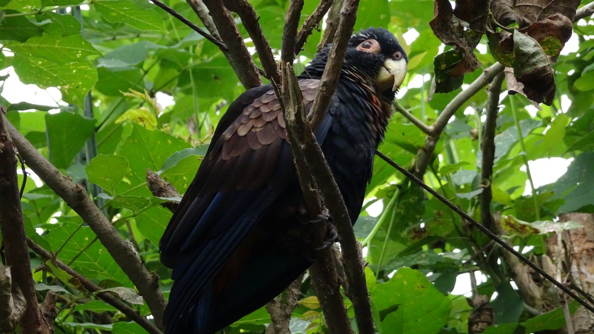 Bronze-winged Parrot - ML645301546