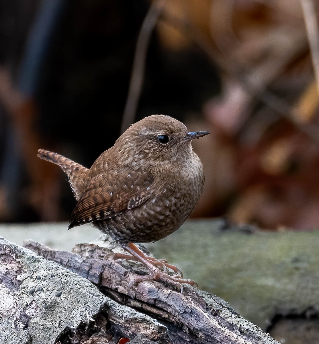 Winter Wren - ML645301547