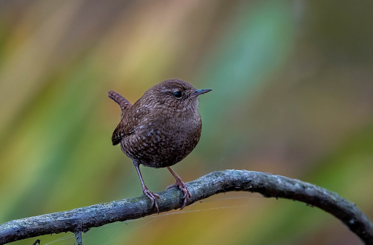 Winter Wren - ML645301555