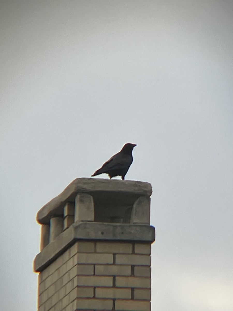 vrána americká - ML645301561