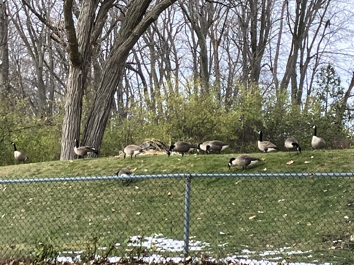 Barnacla Canadiense Grande - ML645301563