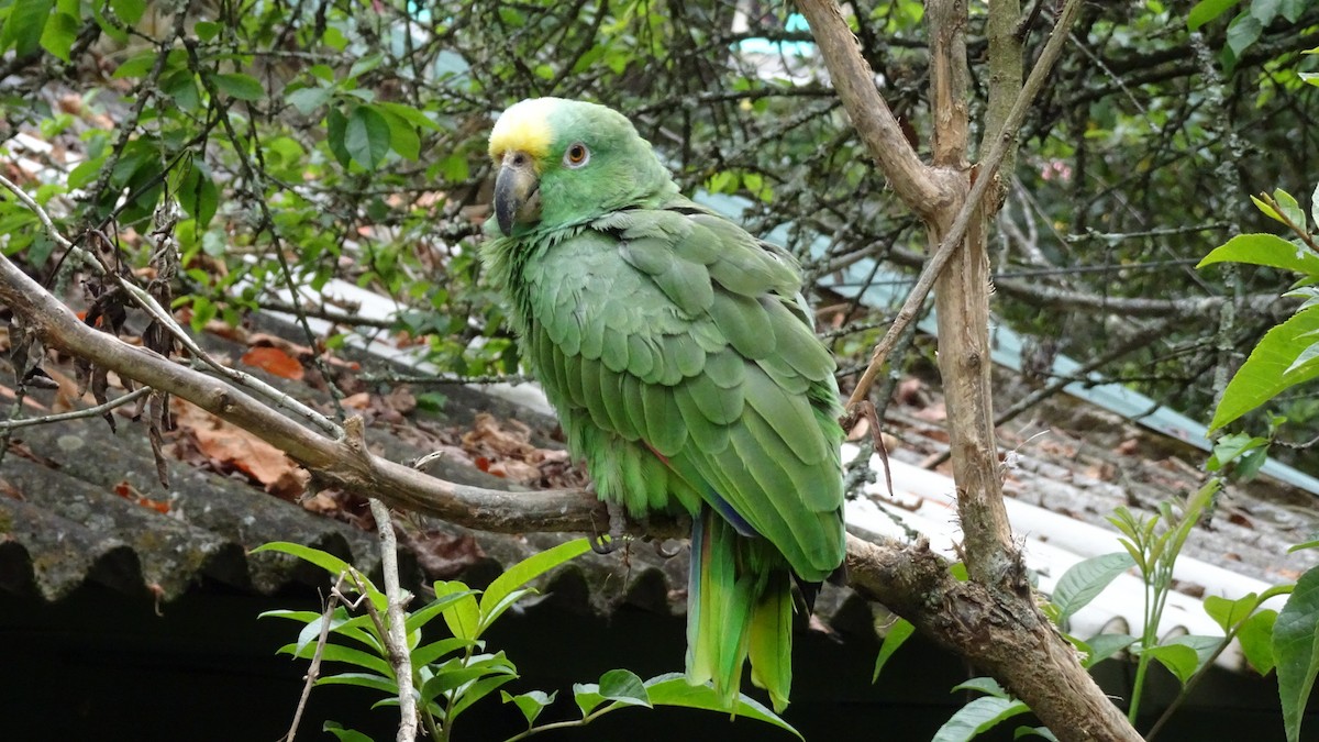 Yellow-crowned Amazon - ML645301568