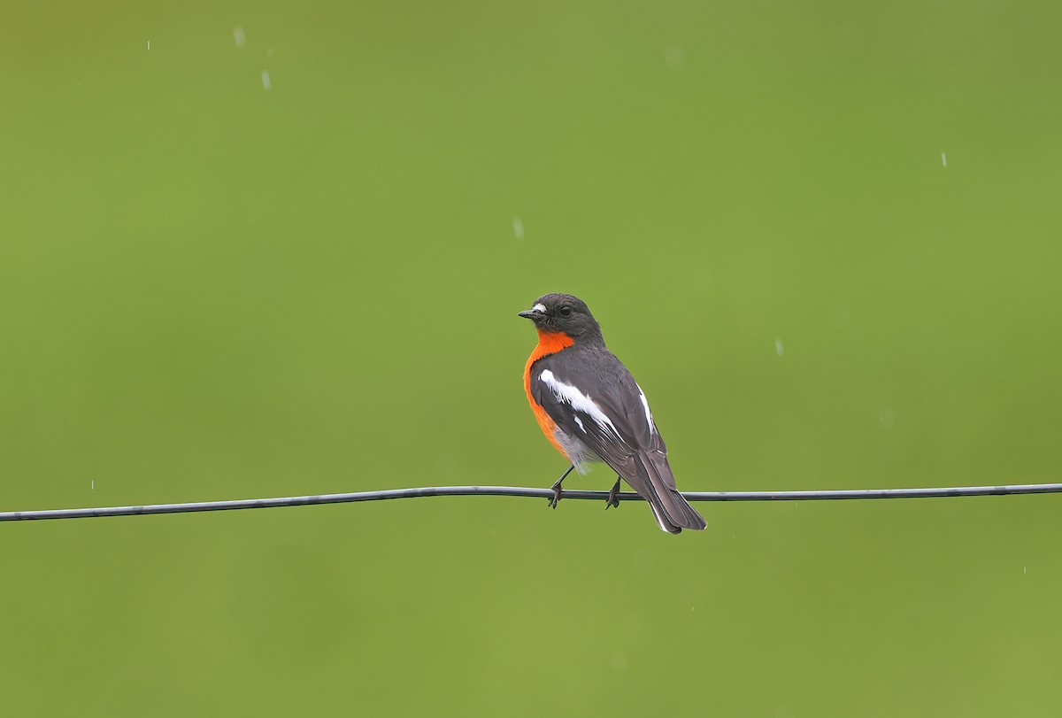 Flame Robin - ML645301569