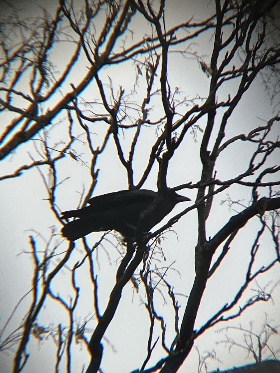 krkavec velký - ML645301570