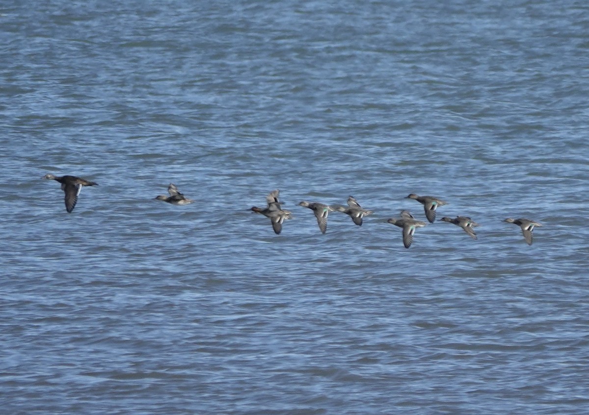 Wood Duck - ML645301575