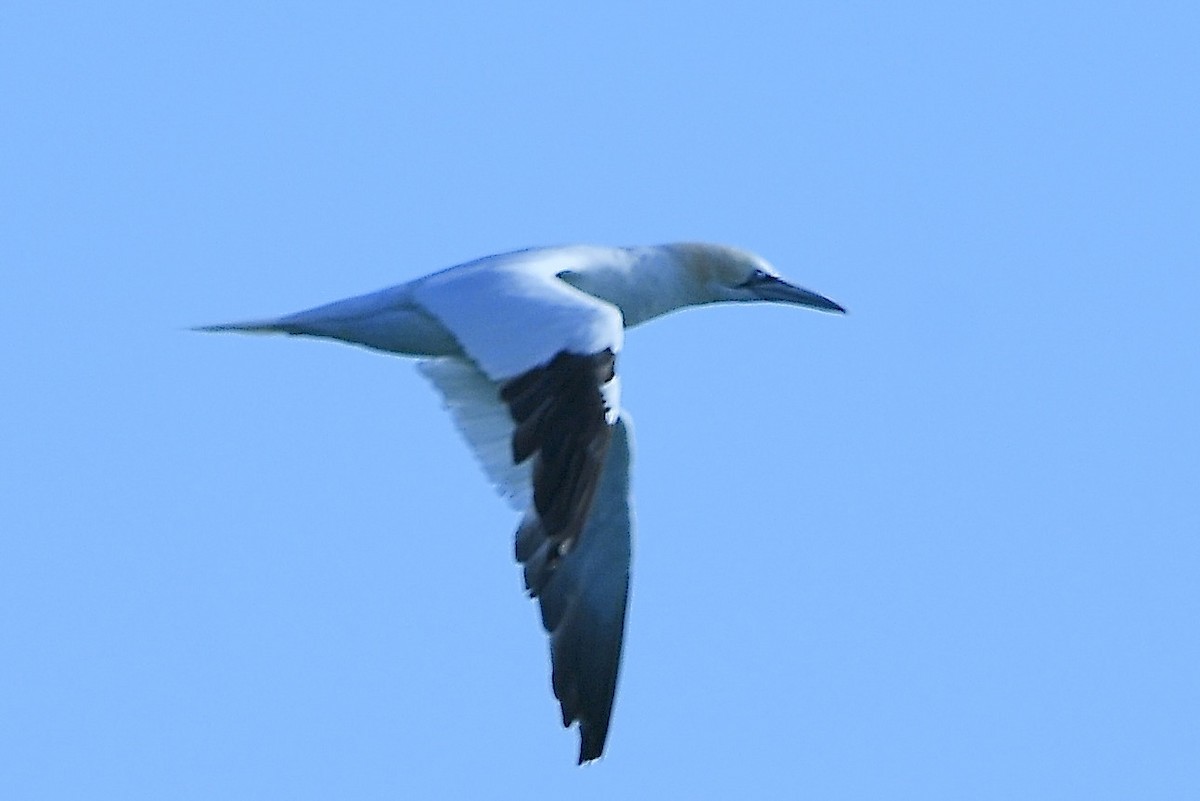 Northern Gannet - ML645301582