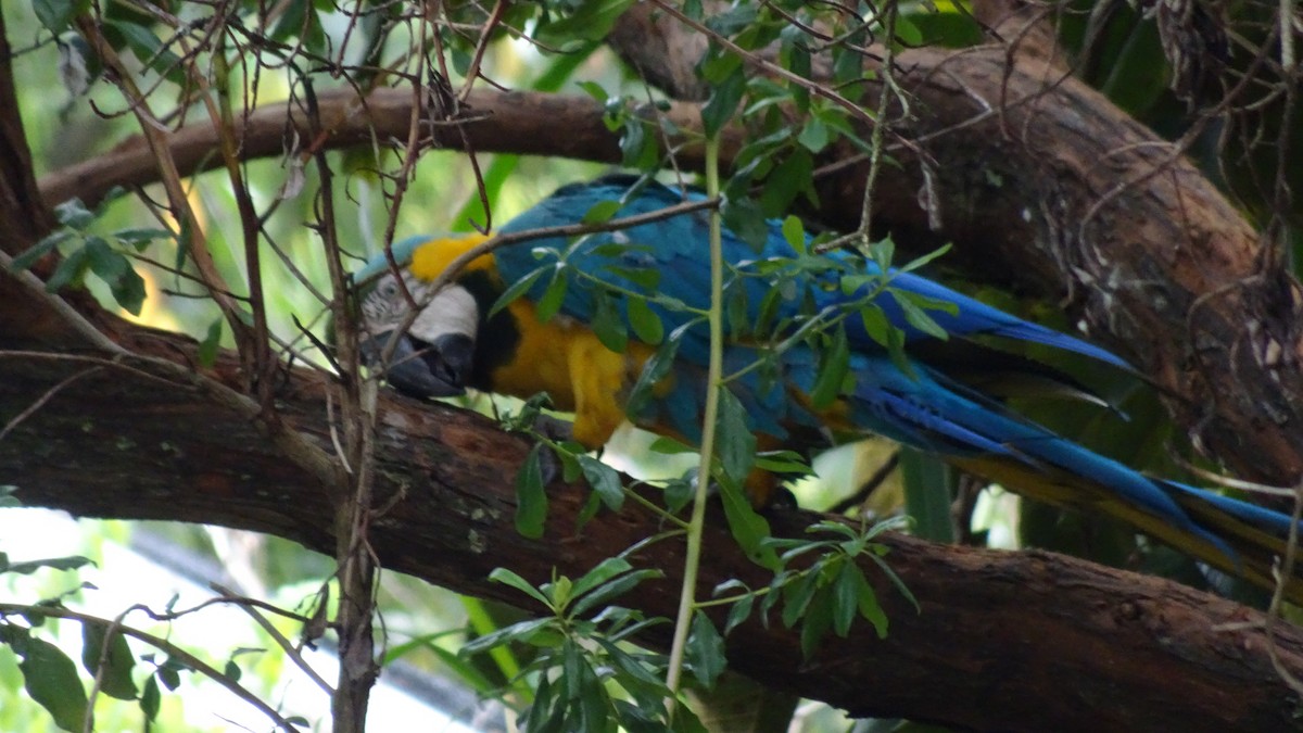 Blue-and-yellow Macaw - ML645301583