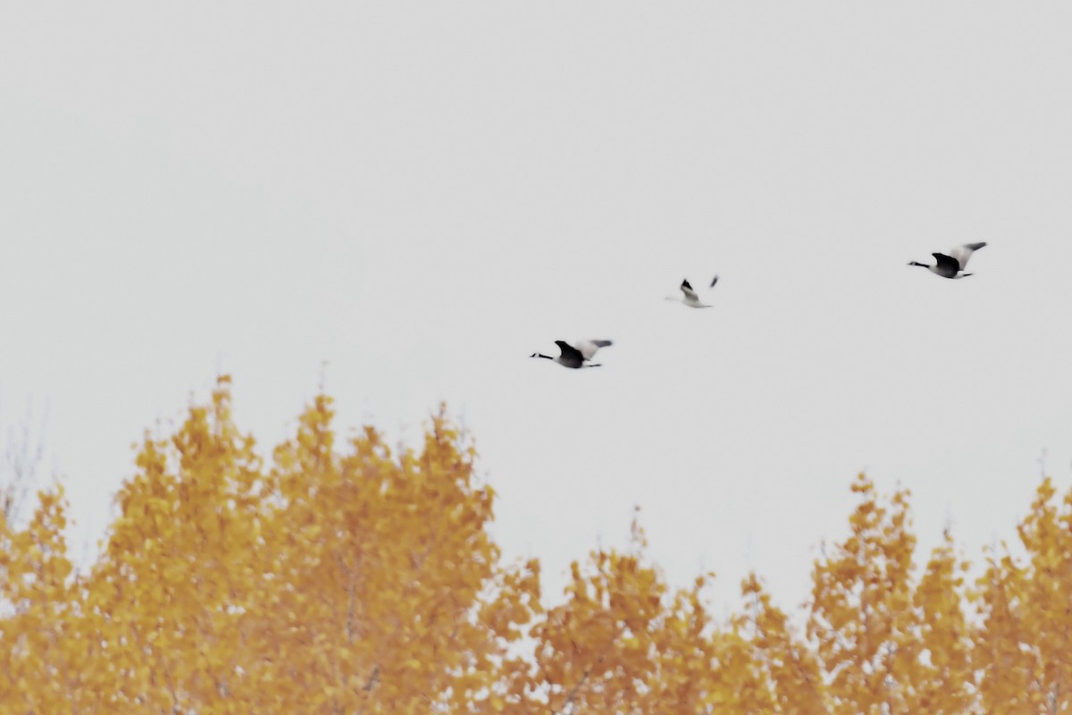 Snow Goose - ML645301605