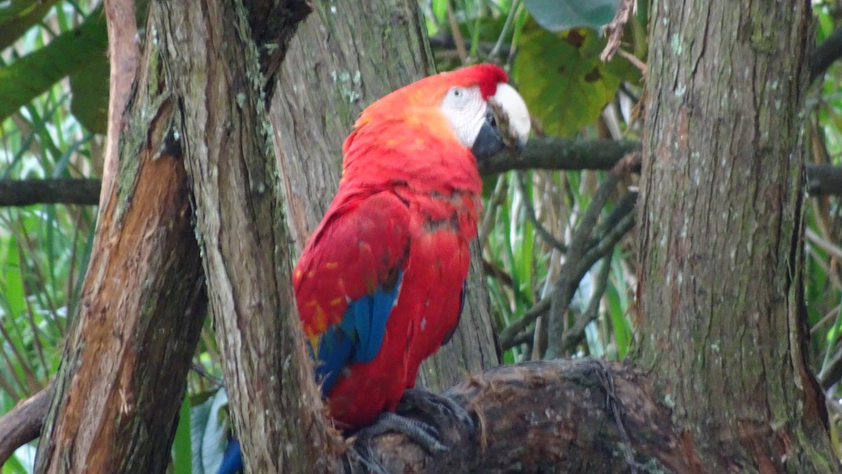 Military Macaw - ML645301623