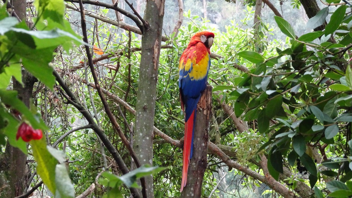 Military Macaw - ML645301624