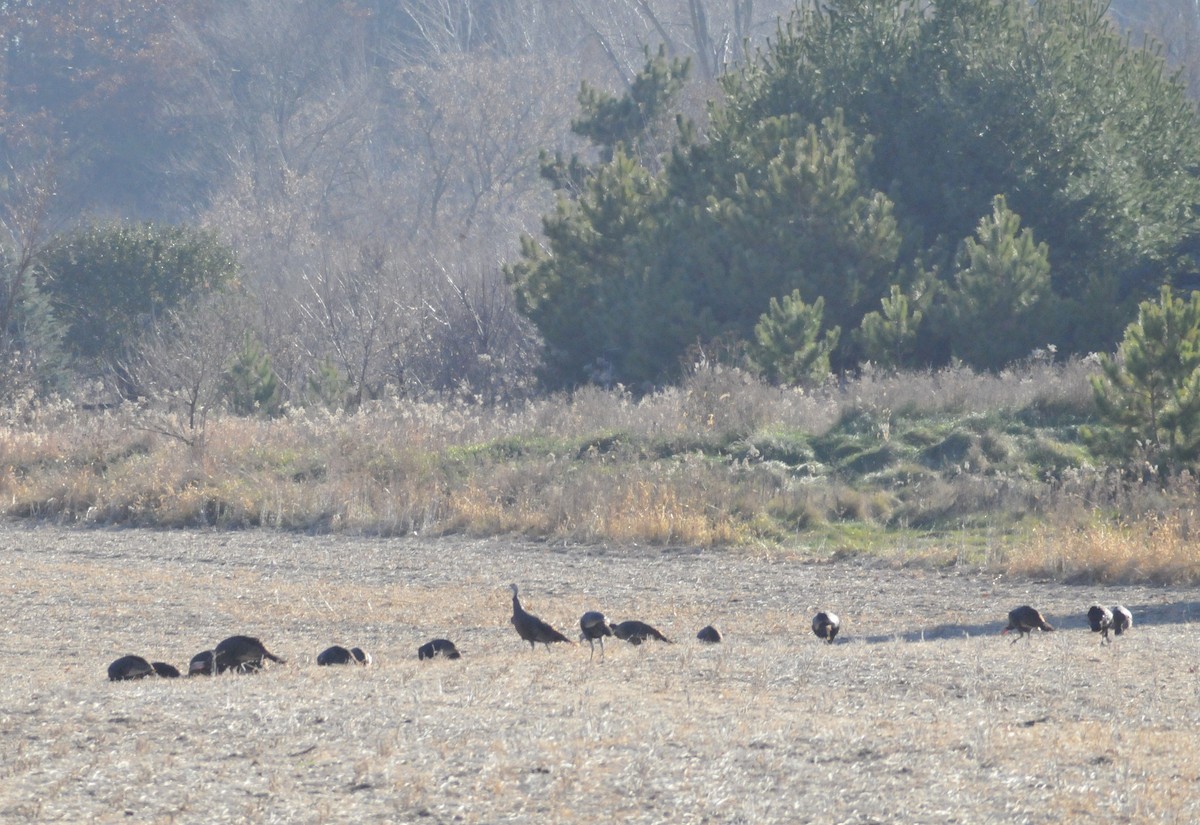 krocan divoký - ML645301626