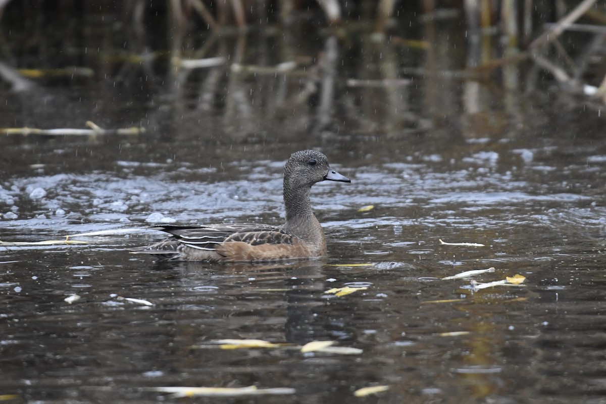 Свищ американський - ML645301628