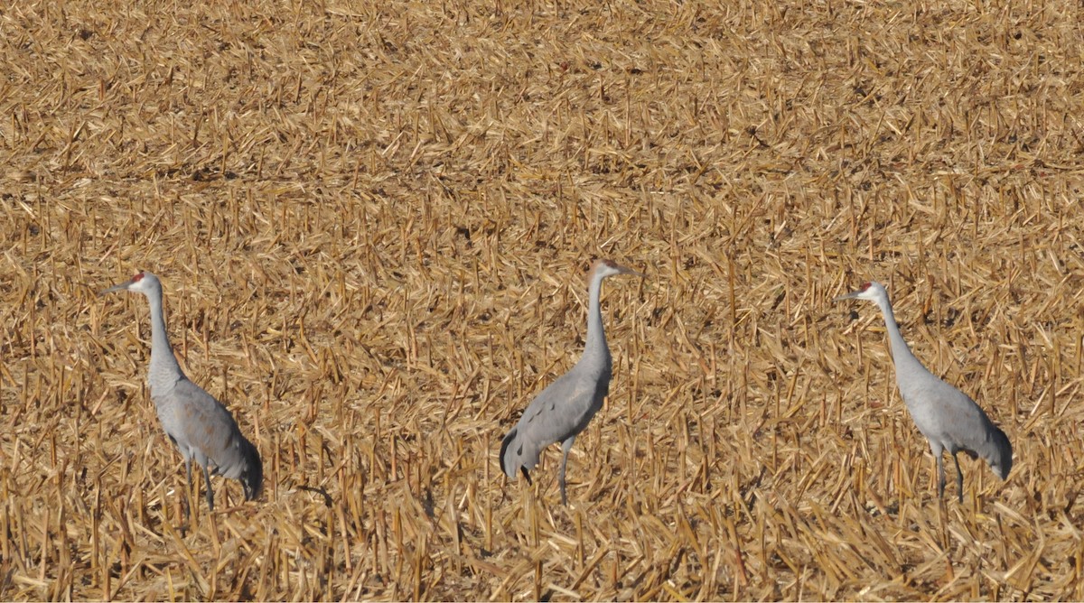 Sandhill Crane - ML645301633