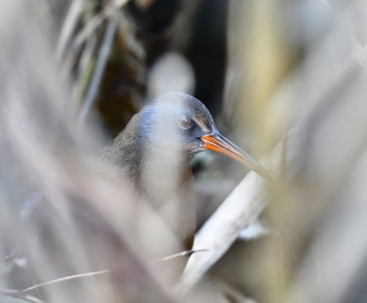 Virginia Rail - ML645301637