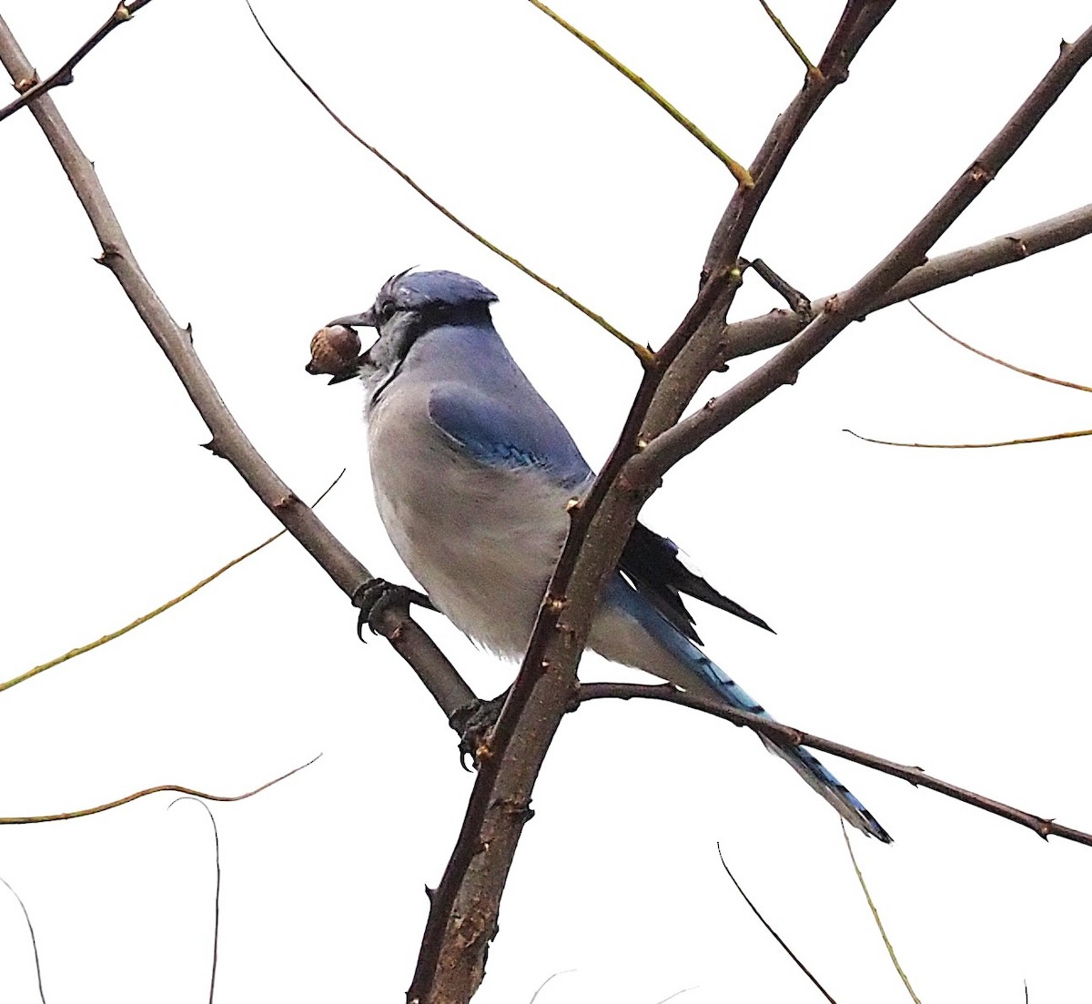 Blue Jay - ML645301639