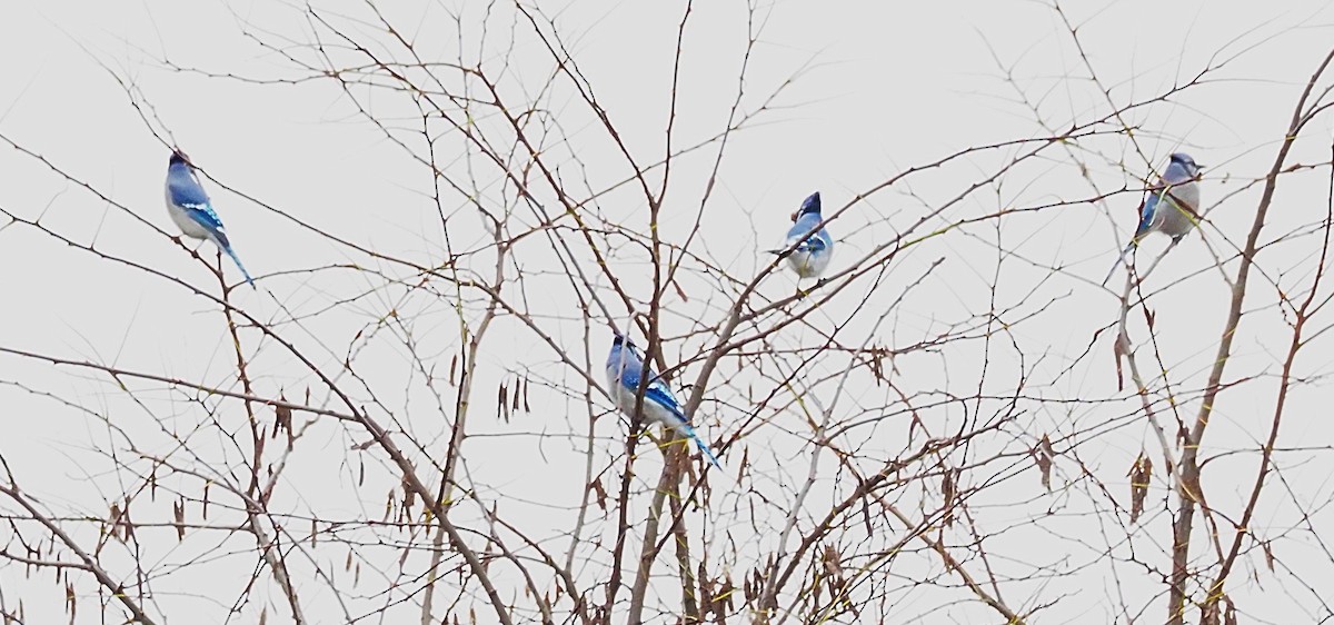 Blue Jay - ML645301640