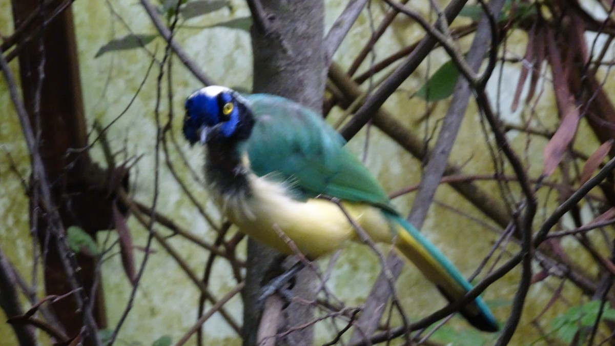 Yeşil Karga - ML645301644