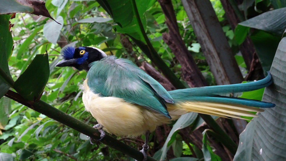 Yeşil Karga - ML645301645