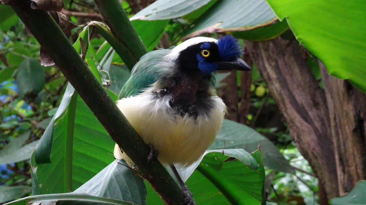 Yeşil Karga - ML645301646