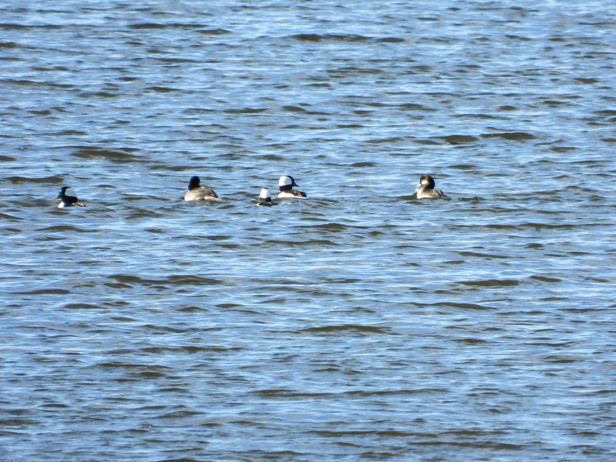 Bufflehead - ML645301652