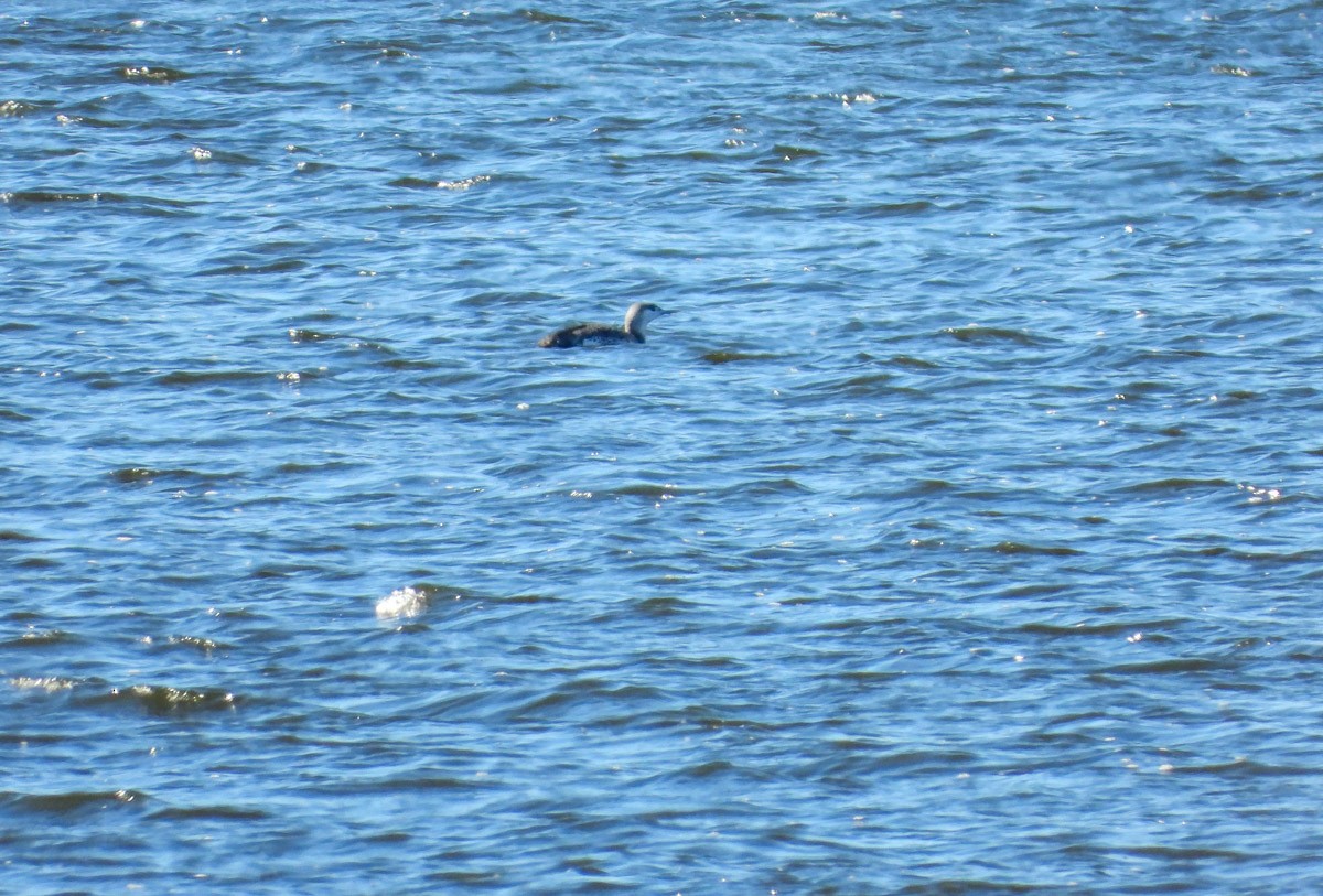 צוללן אדום-גרון - ML645301657