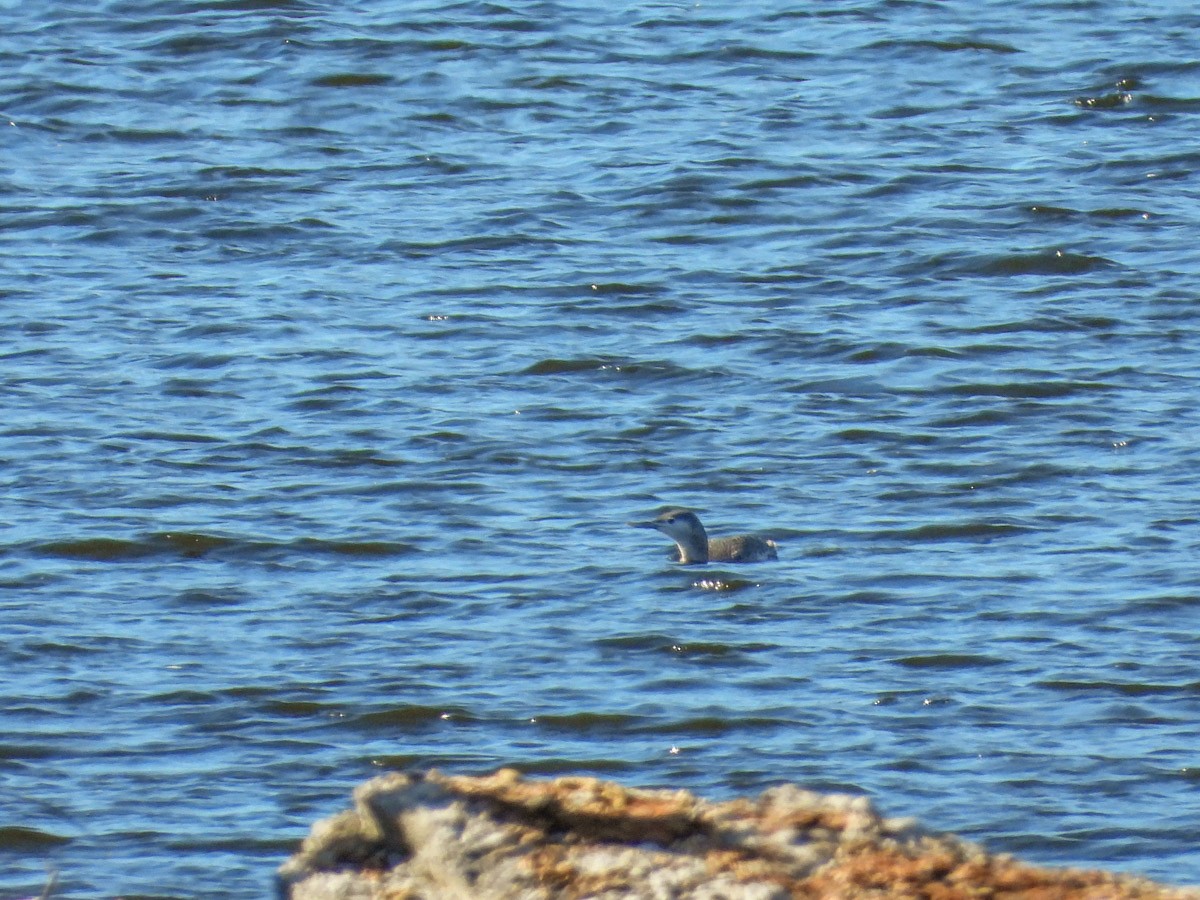 צוללן אדום-גרון - ML645301658