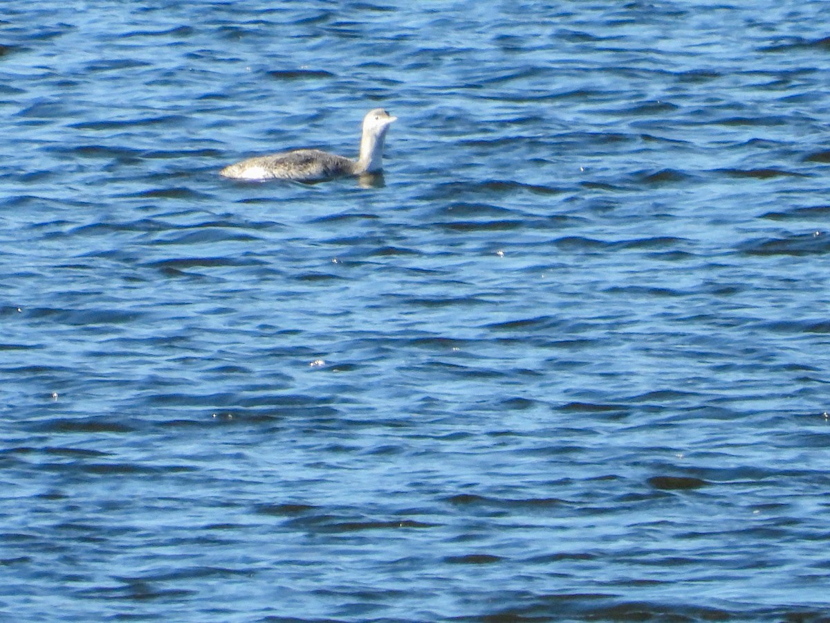 צוללן אדום-גרון - ML645301659