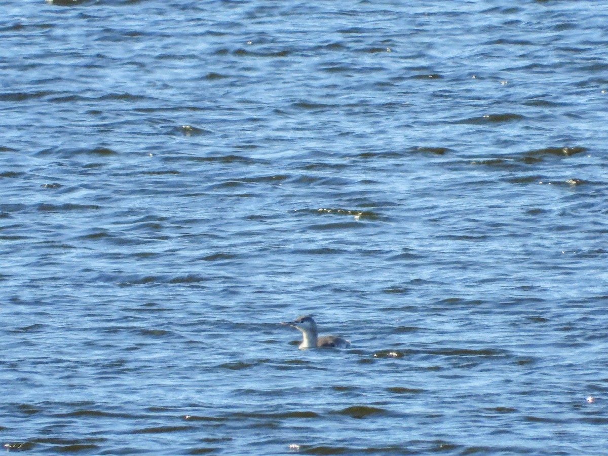 צוללן אדום-גרון - ML645301660