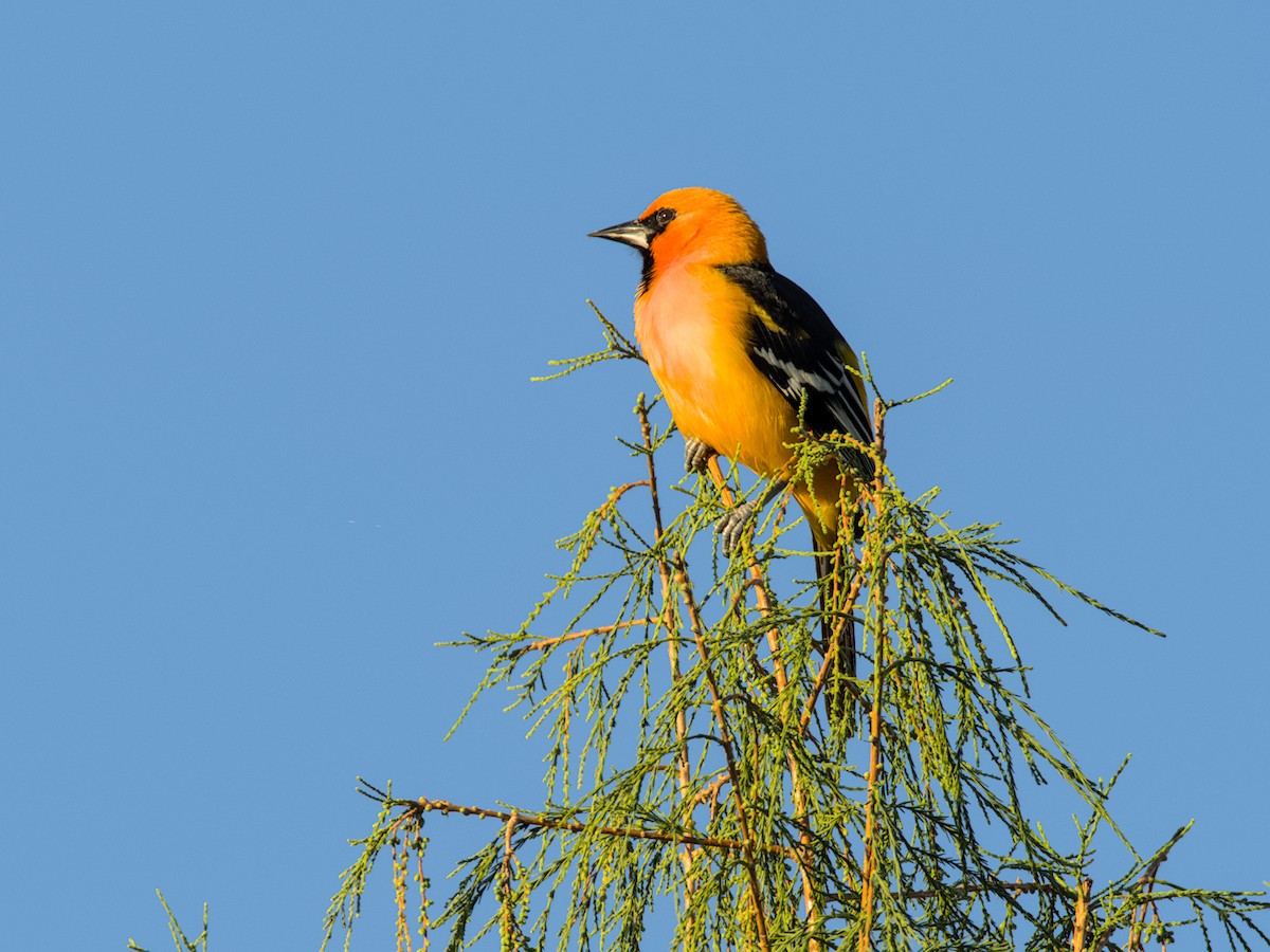 Altamira Oriole - ML645301666