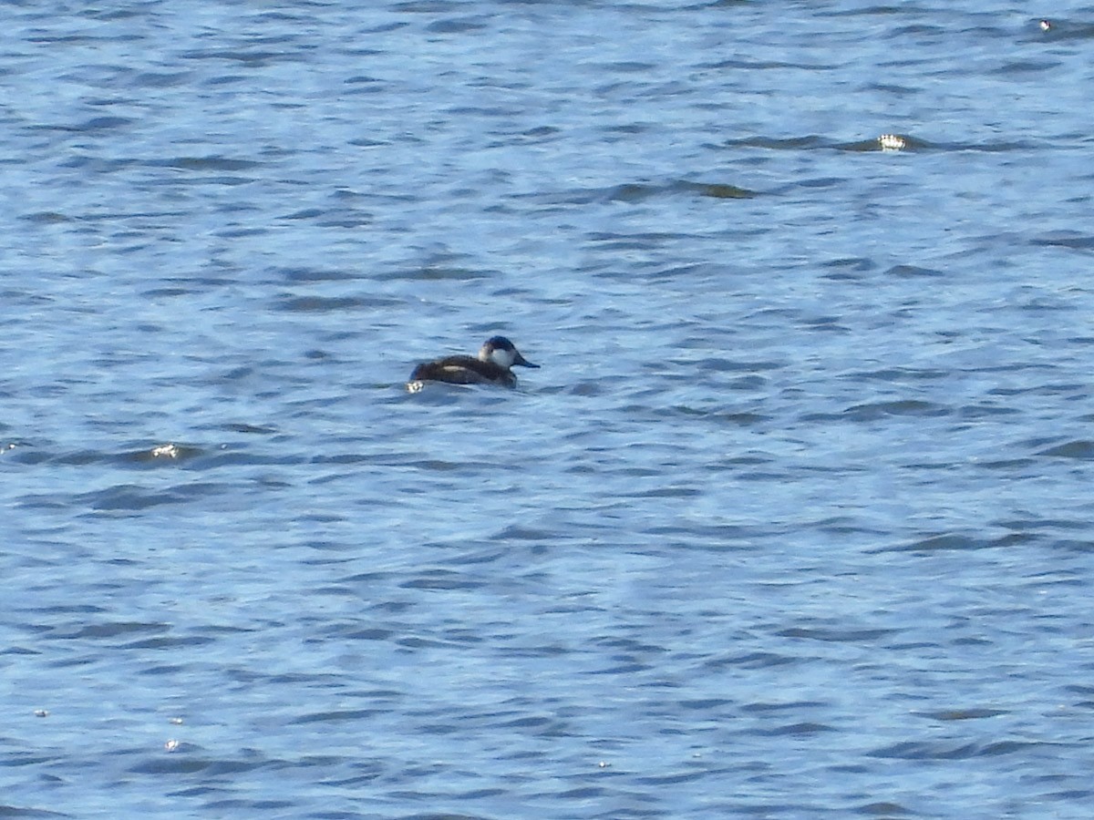 kobberand - ML645301667