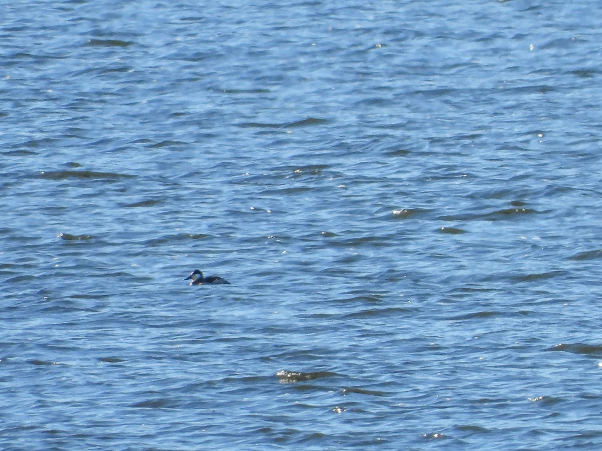 kobberand - ML645301668