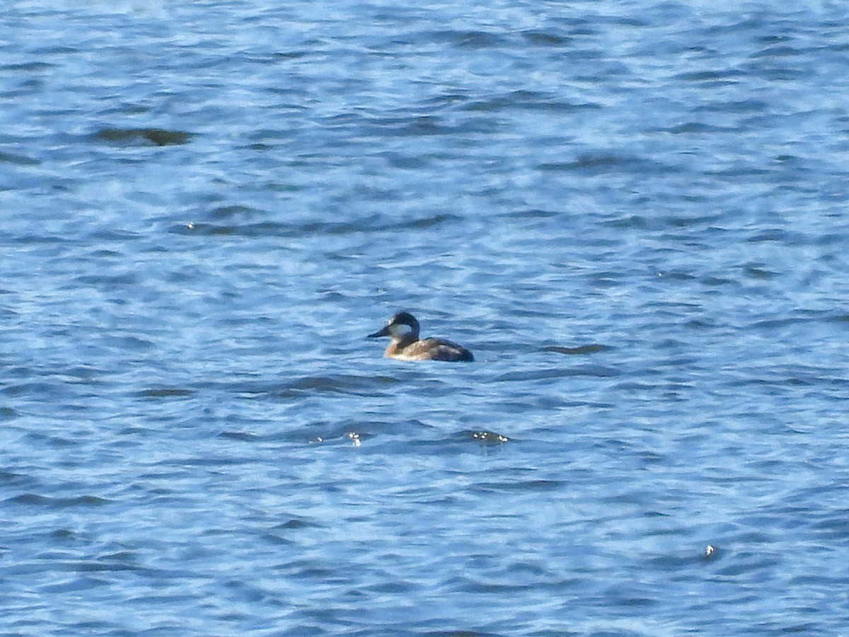 kobberand - ML645301669