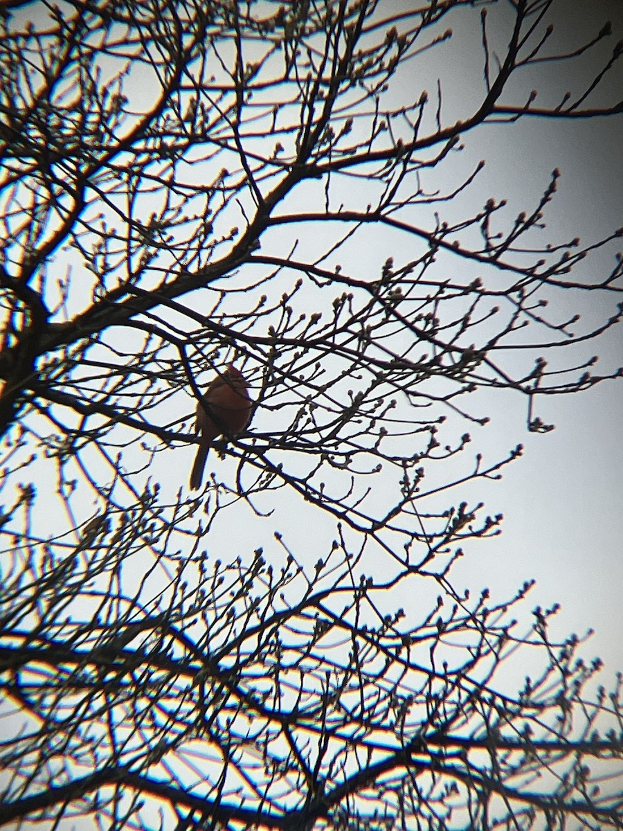 kardinál červený - ML645301676