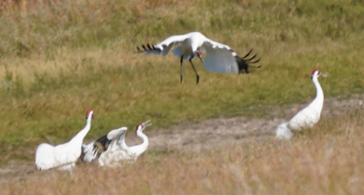 Whooping Crane - ML645301677