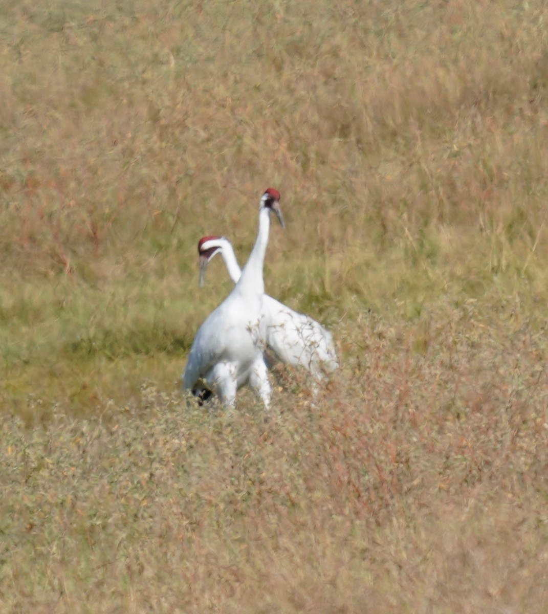 Whooping Crane - ML645301678