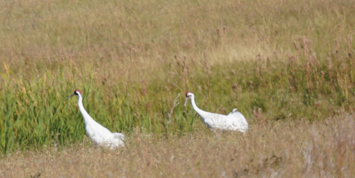 Whooping Crane - ML645301679