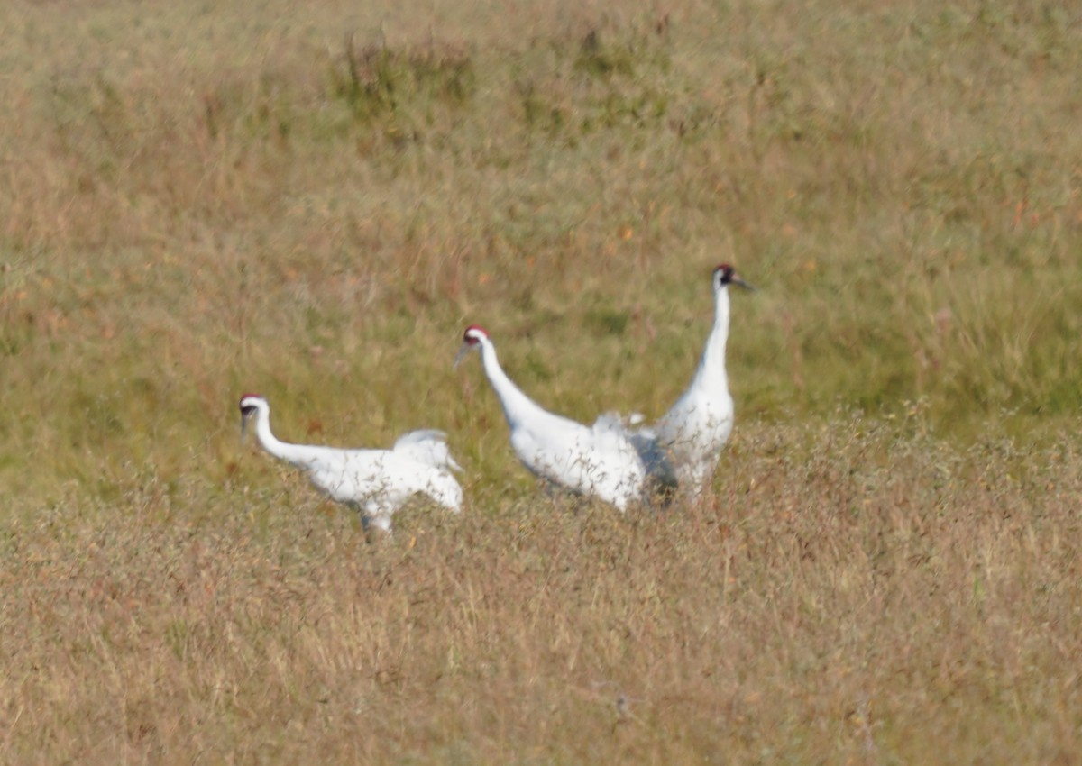Whooping Crane - ML645301680