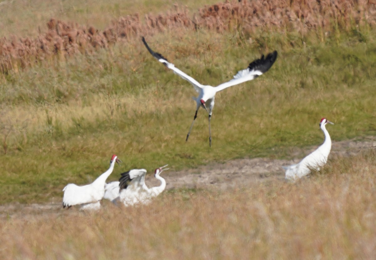 Whooping Crane - ML645301681