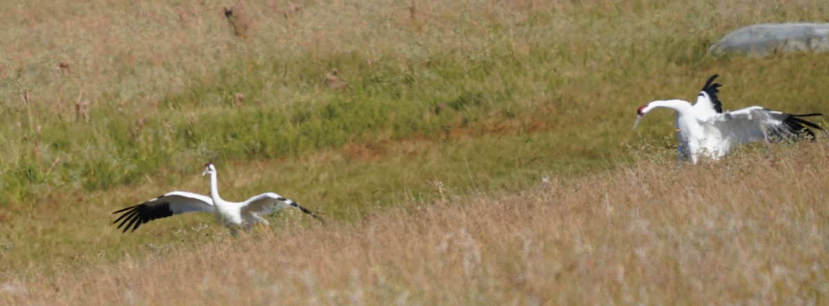 Whooping Crane - ML645301682
