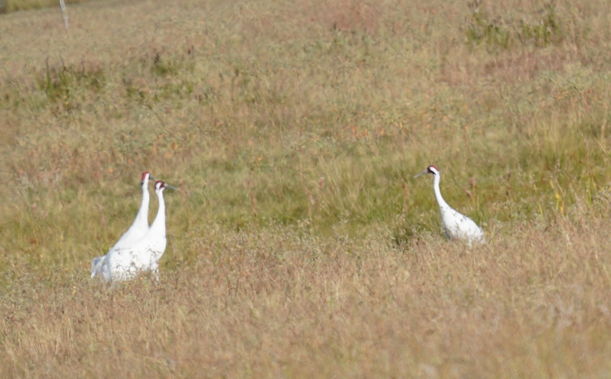 Whooping Crane - ML645301683