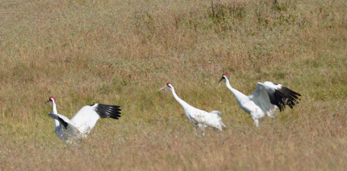 Whooping Crane - ML645301684