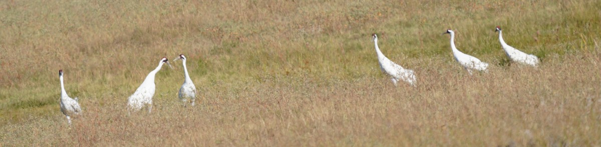 Whooping Crane - ML645301685