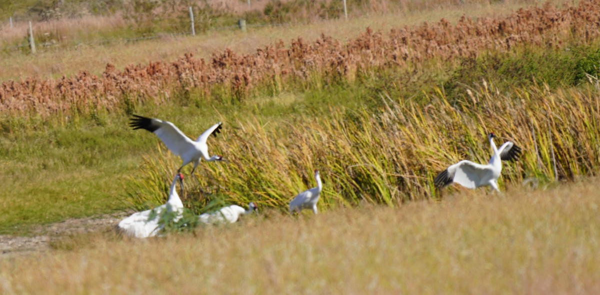 Whooping Crane - ML645301686