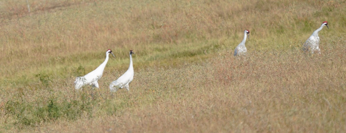 Whooping Crane - ML645301687