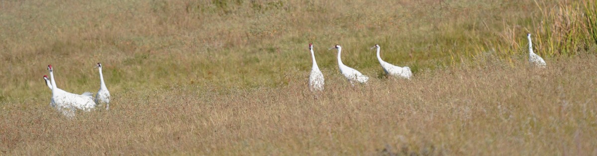 Whooping Crane - ML645301688