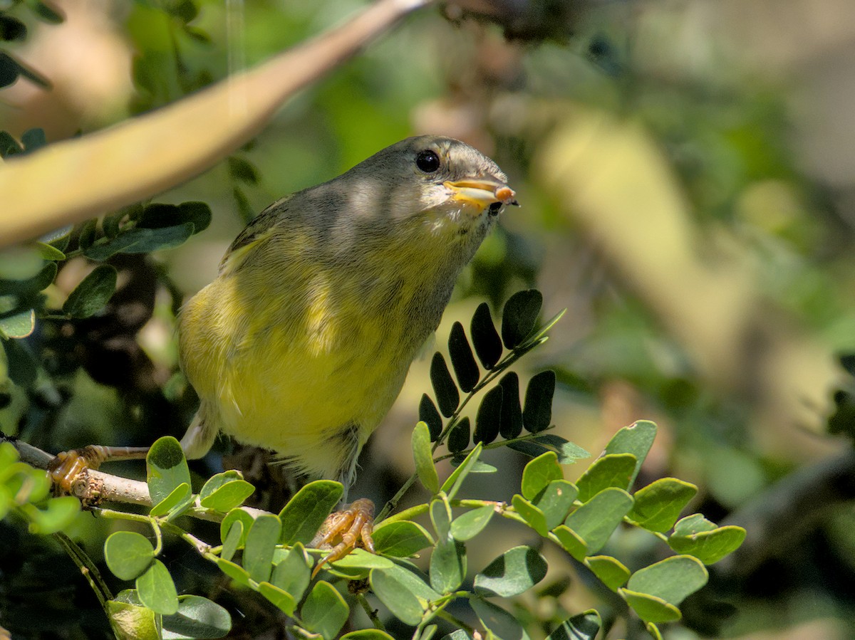 Magnolia Warbler - ML645301691