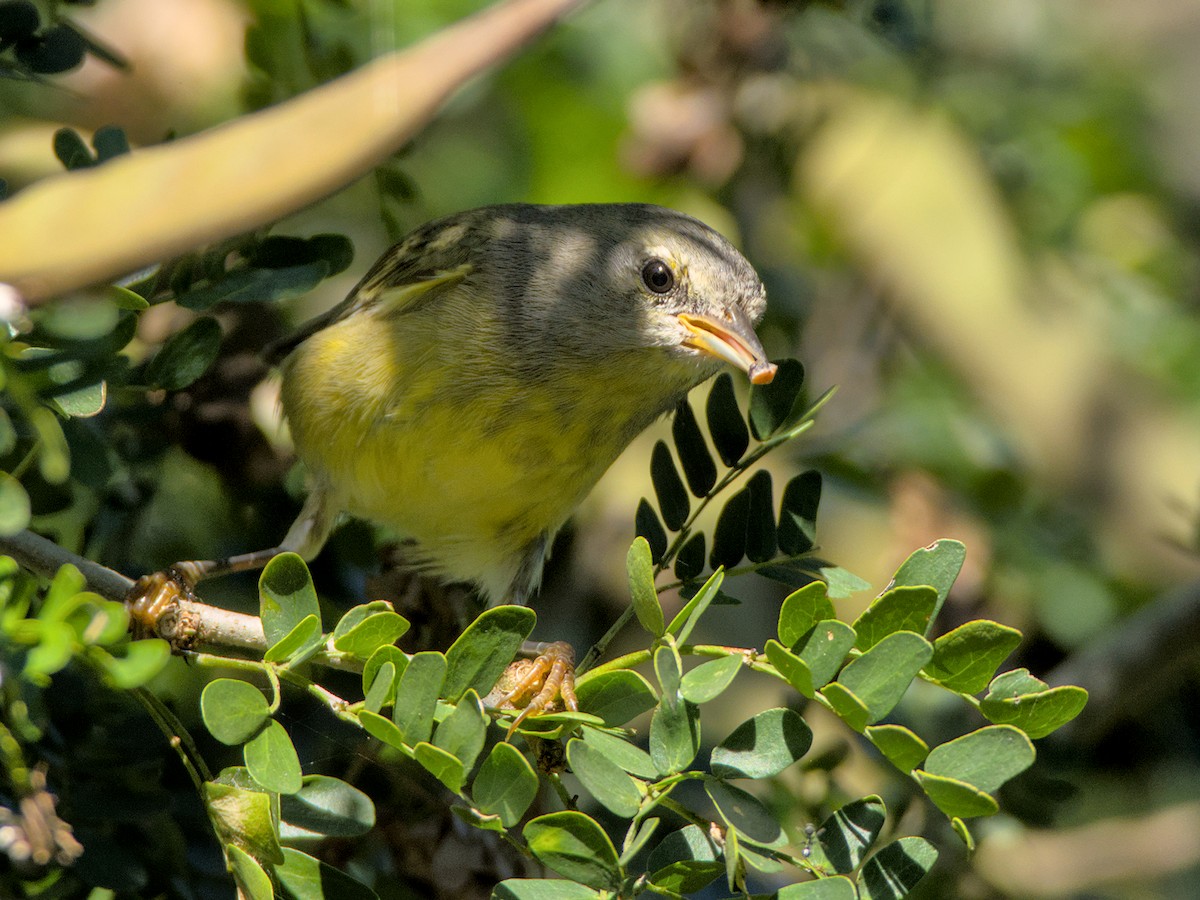 Magnolia Warbler - ML645301692