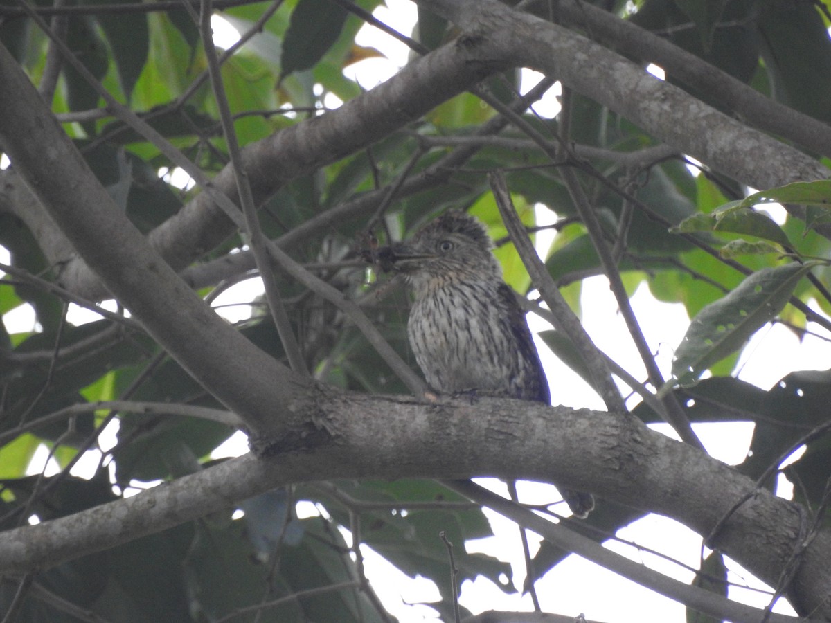 Лінивка-смугохвіст білогорла (підвид torridus) - ML645301693